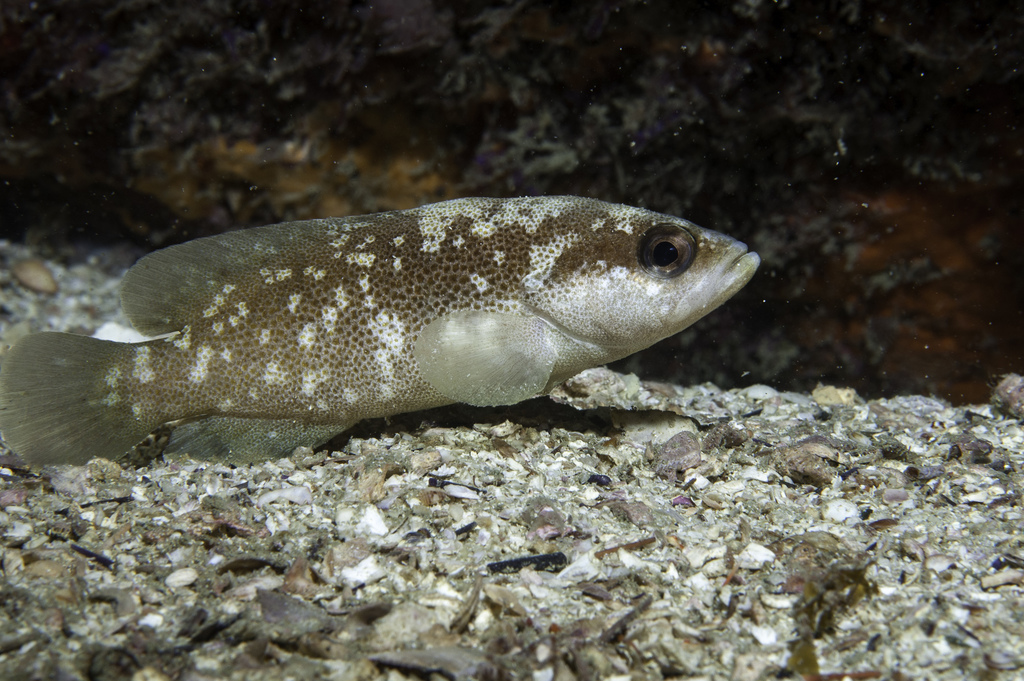 Rypticus bistrispinus