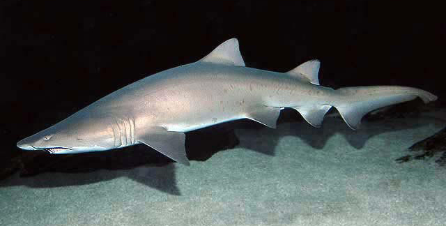 Sand tiger shark