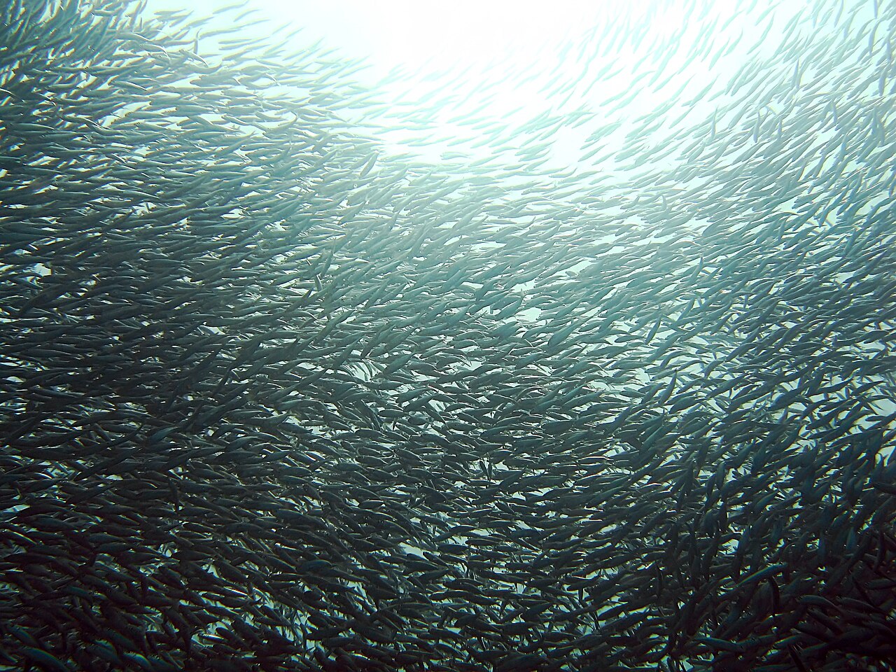 Sardine (Southern African pilchard)