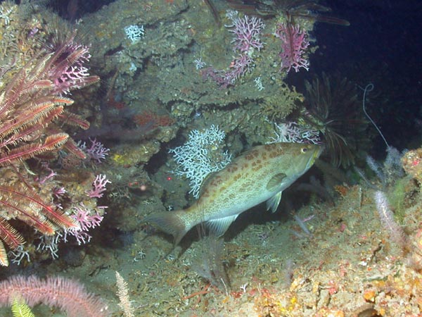 Scamp grouper