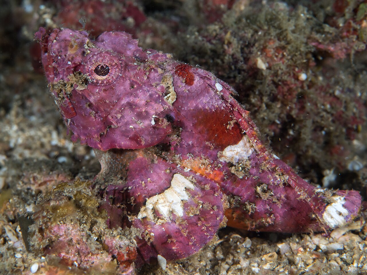 Scorpaenopsis macrochir