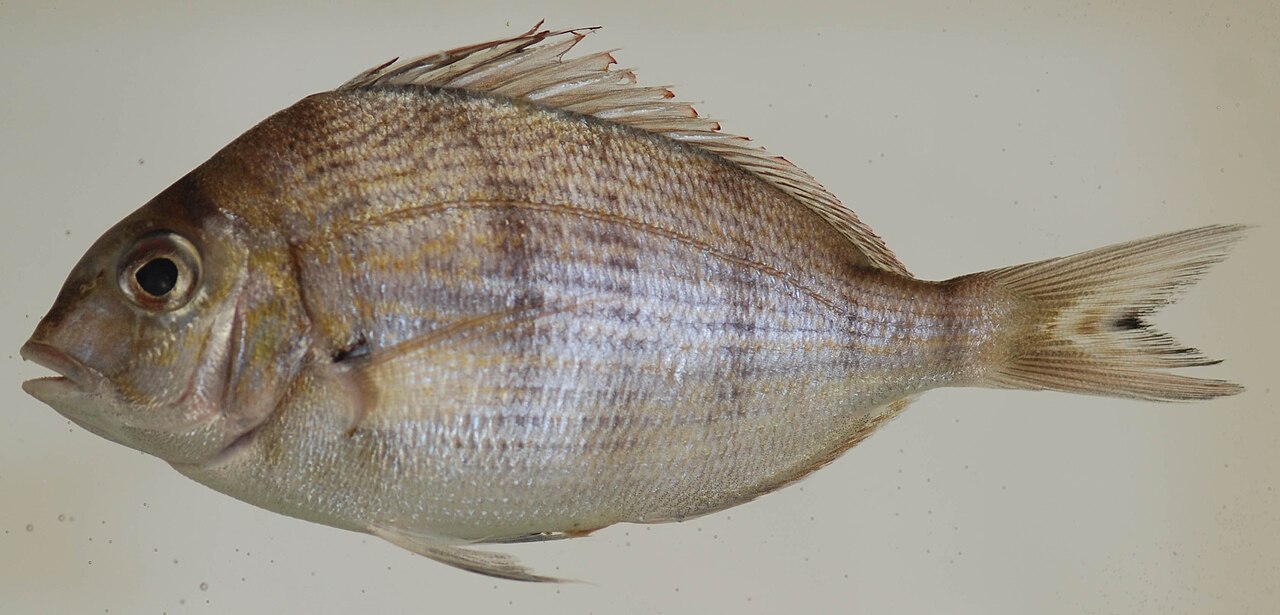 Scup (porgy)