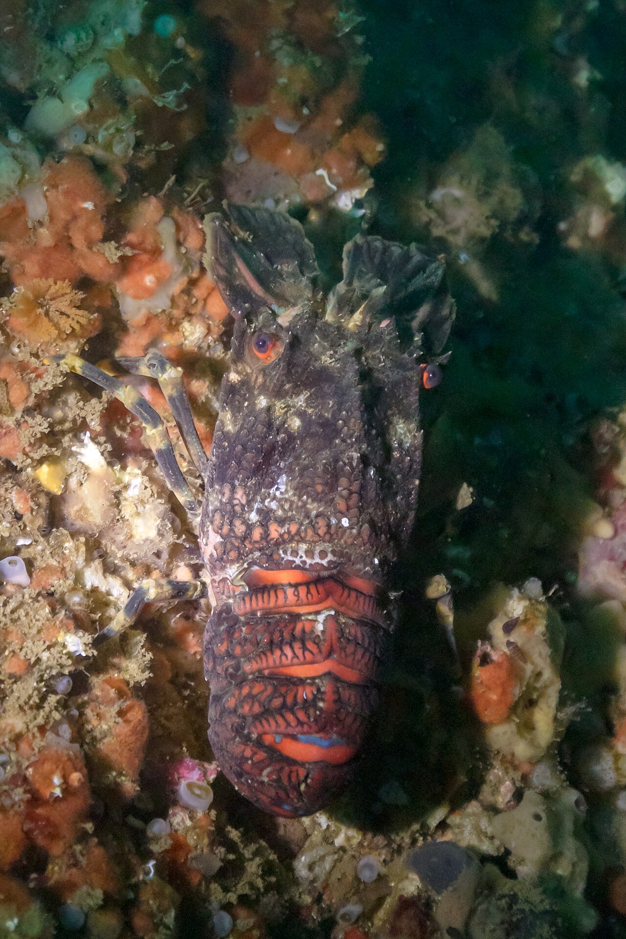 Scyllarus arctus
