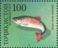 Sea trout