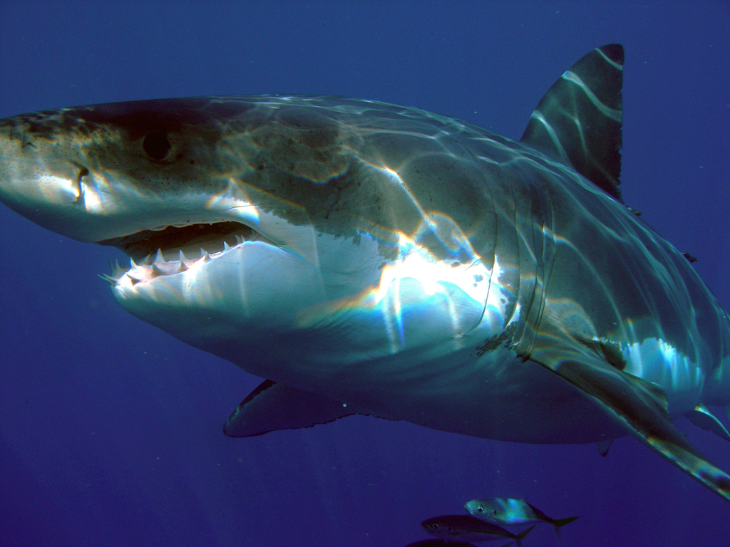 Sharks (blacktip, tiger, dusky, hammerhead)