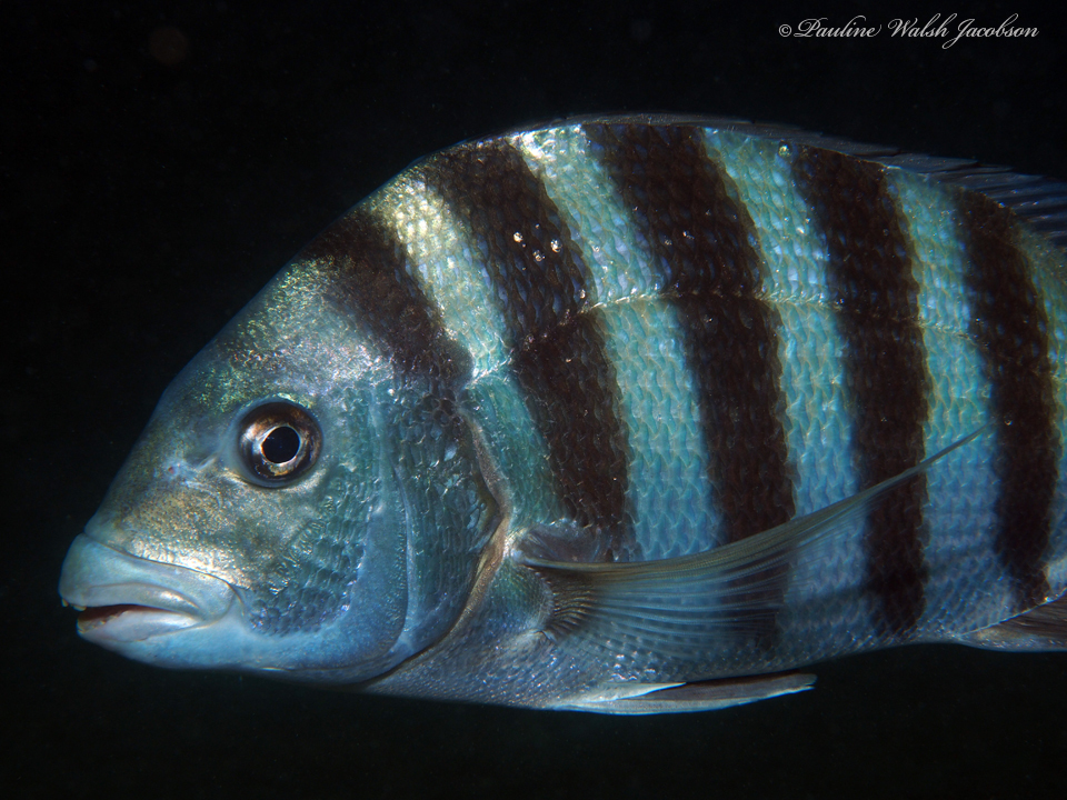 Sheepshead