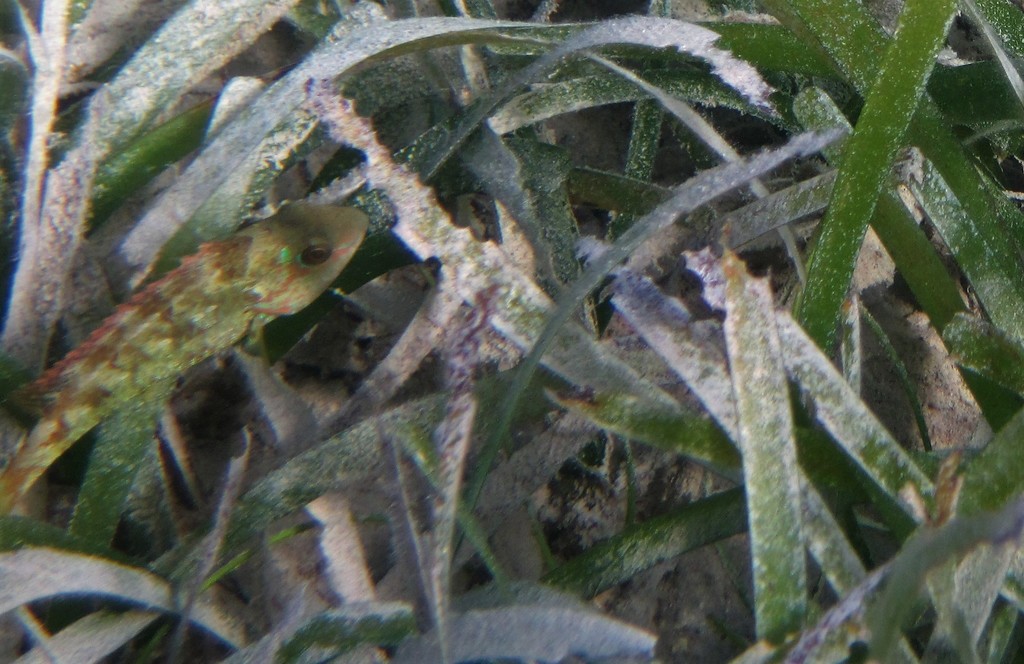 Sparisoma radians