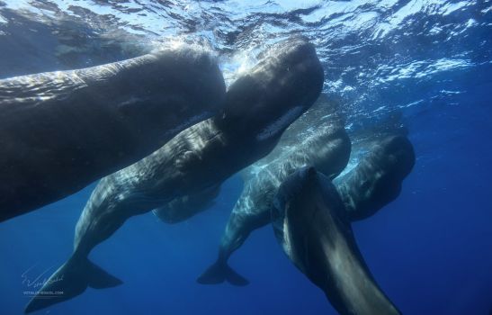 Sperm whale