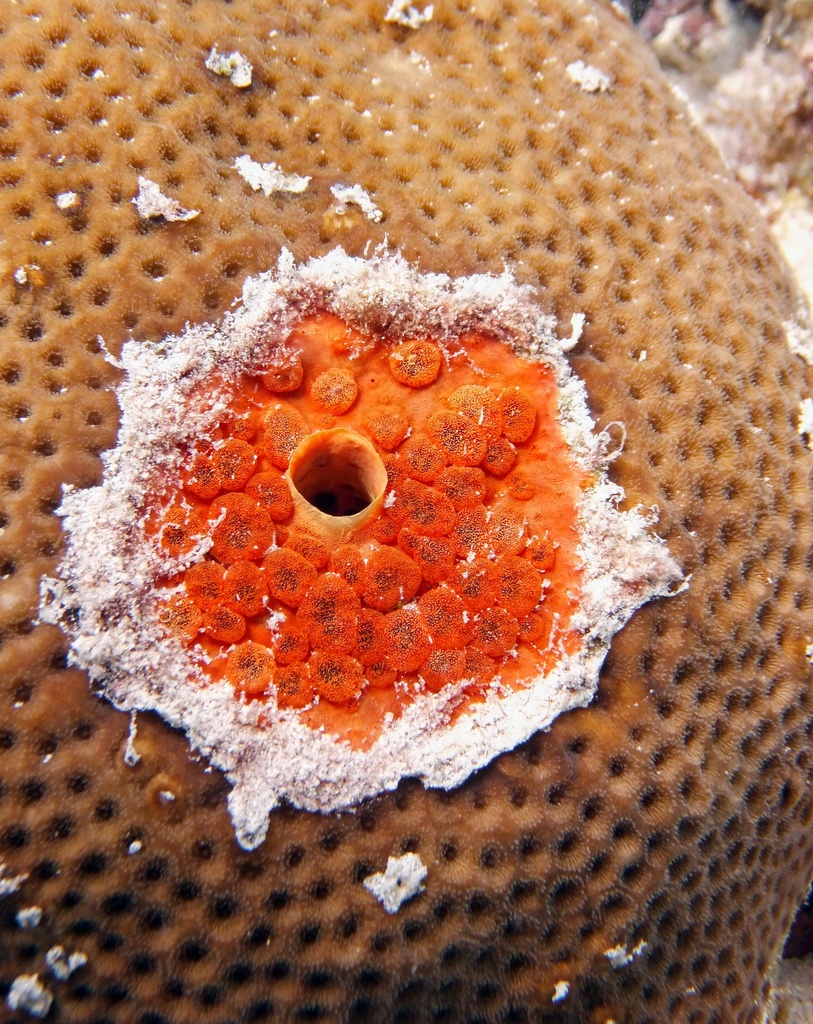 sponges and encrusting growth