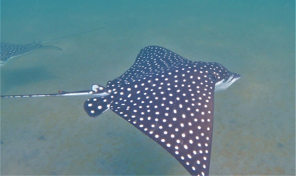 Spotted eagle ray