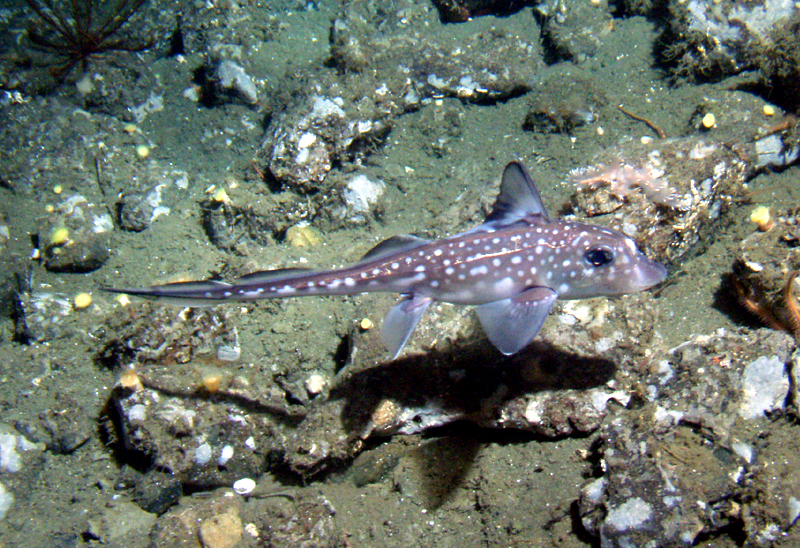 Spotted ratfish (chimaera)
