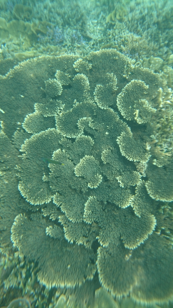 Staghorn and table Acropora coral