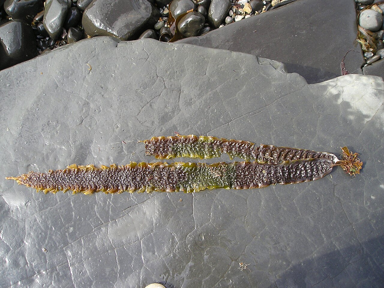 sugar kelp