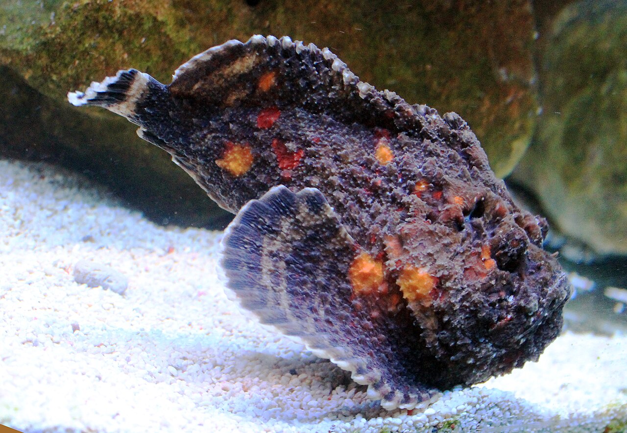 Synanceia verrucosa