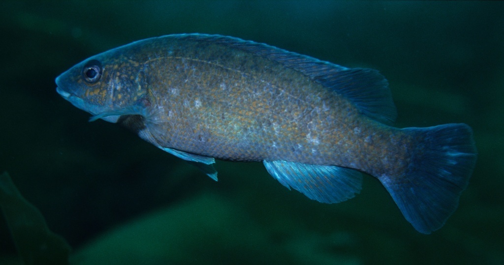 Tautog (blackfish)