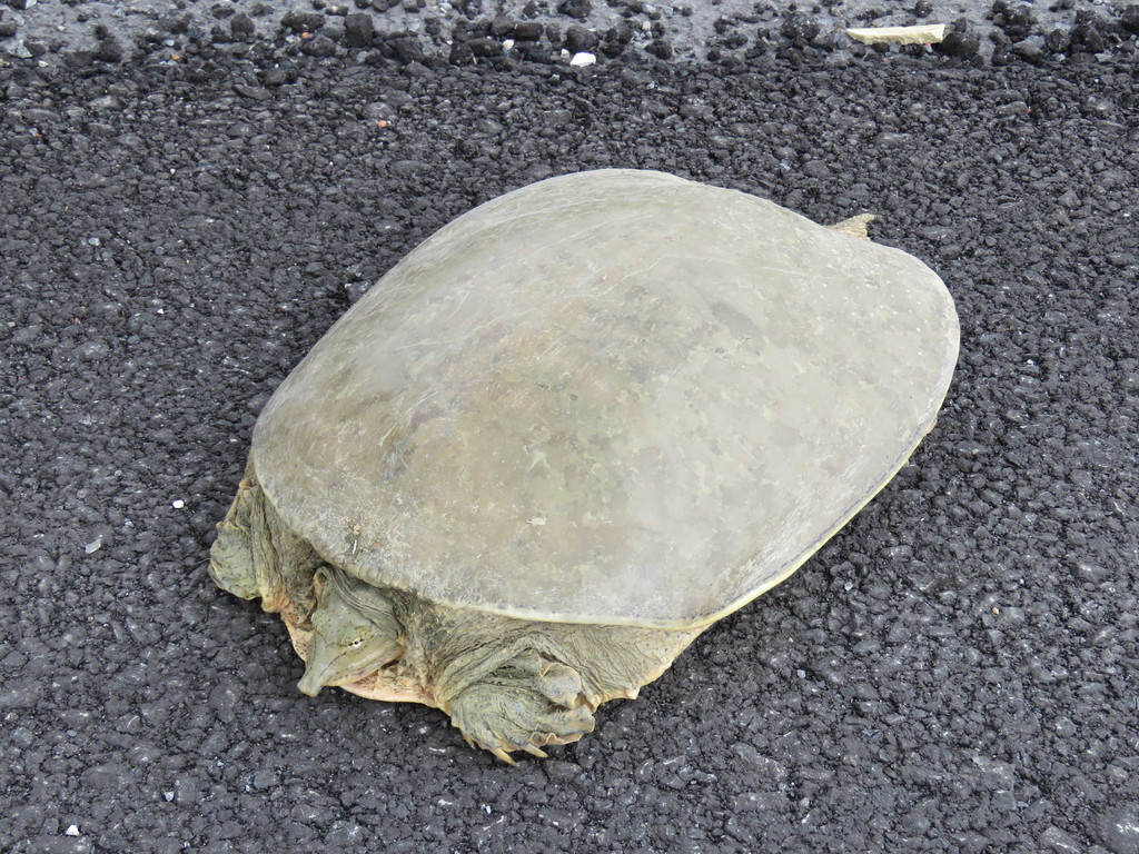 Texas spiny softshell turtle