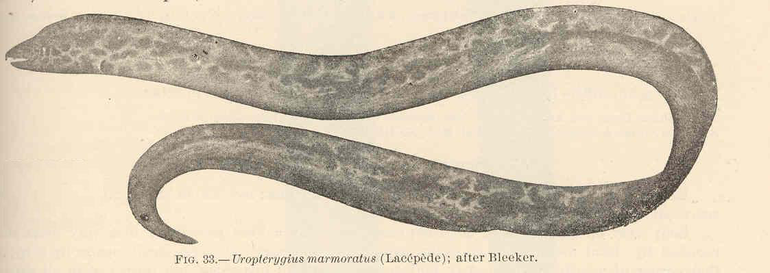 Uropterygius marmoratus