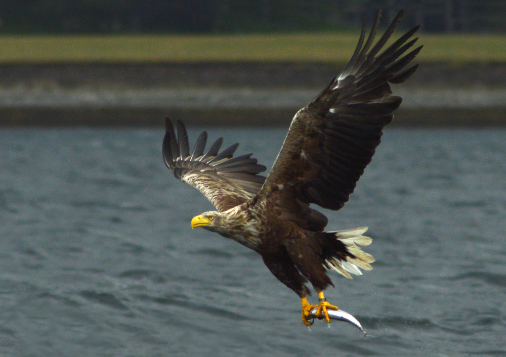 White-tailed eagle