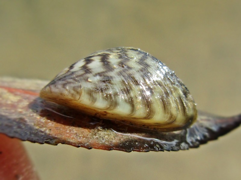 Zebra mussel (invasive)